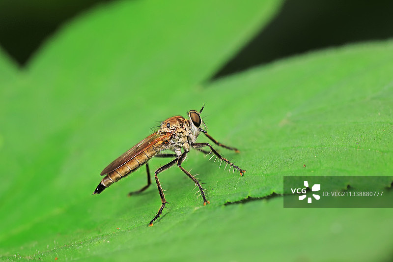 食虫虻图片素材
