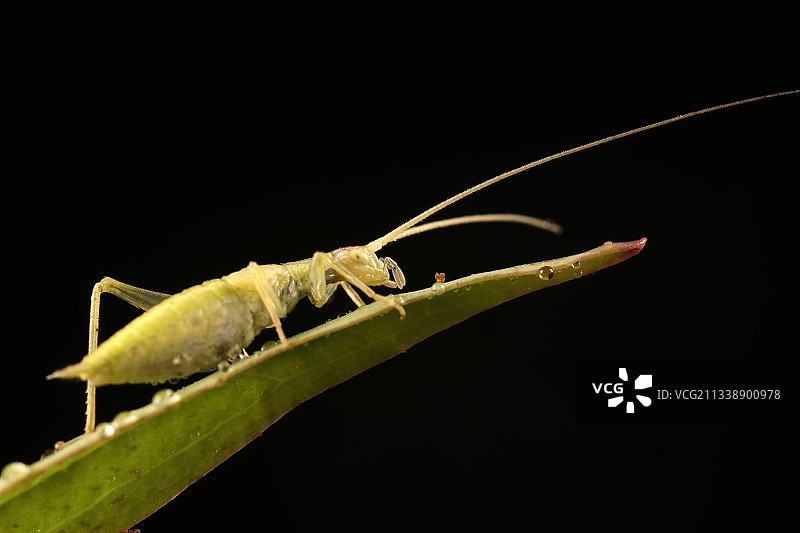 树蟋图片素材