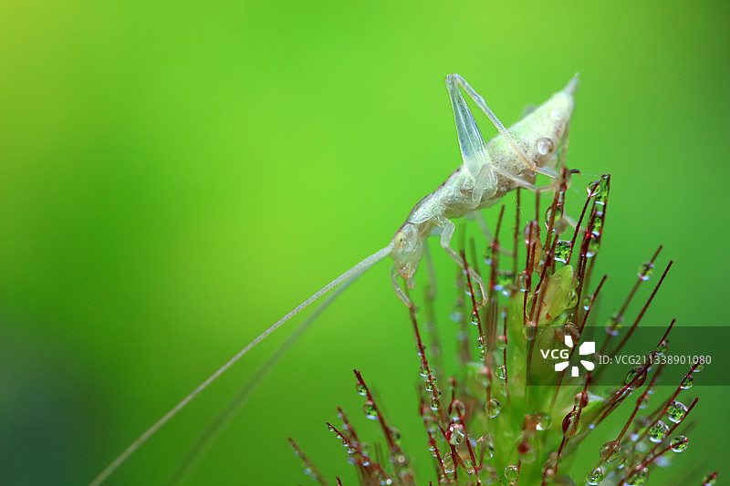 树蟋若虫图片素材