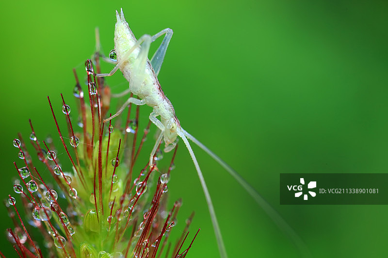 树蟋若虫图片素材