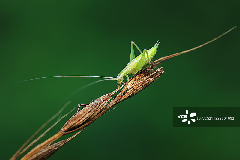 树蟋若虫图片素材