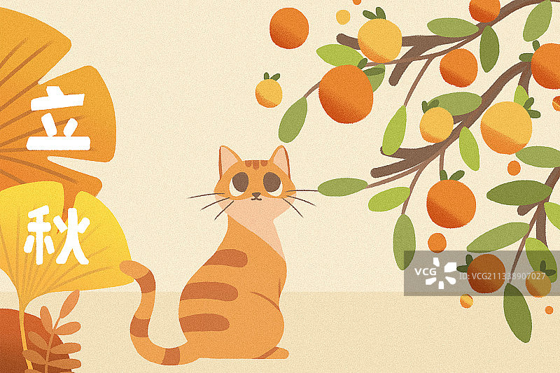 立秋橘子树下的橘猫图片素材