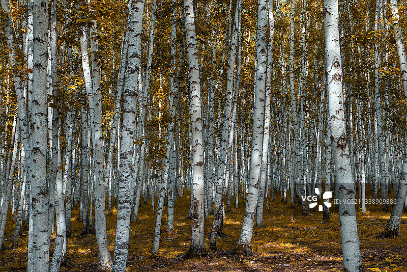 呼伦贝尔白桦林图片素材