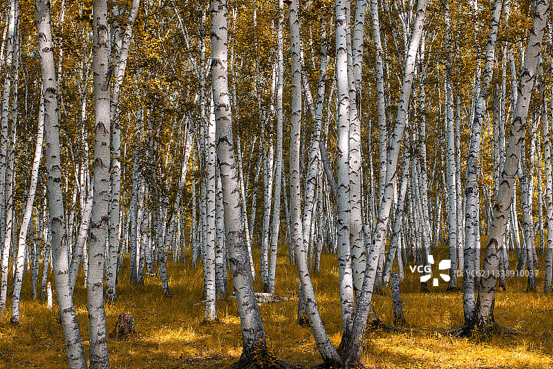 呼伦贝尔白桦林图片素材