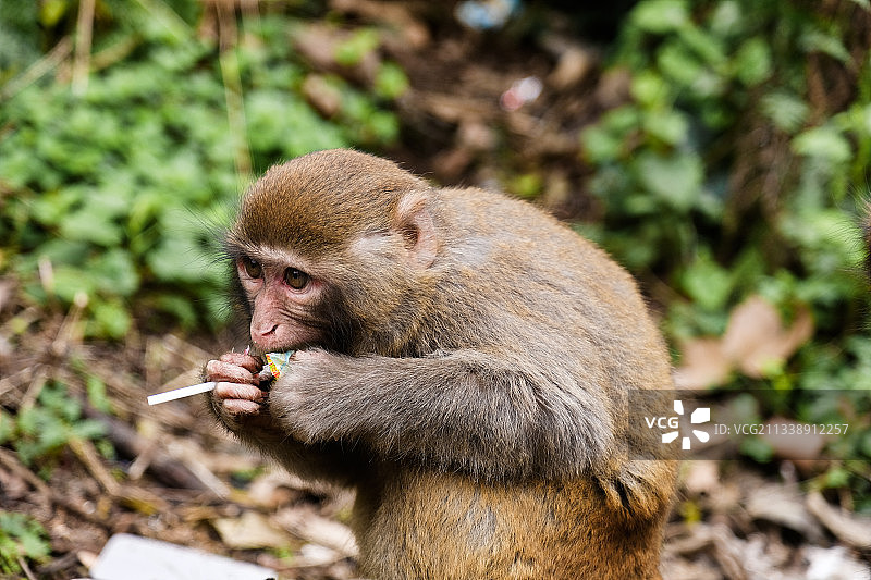 吃棒棒糖的猴子图片素材