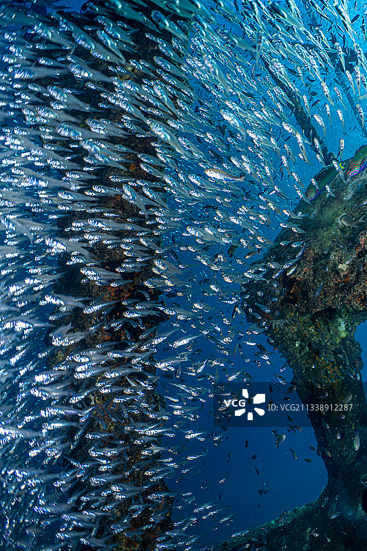 美丽的海南水下景观图片素材