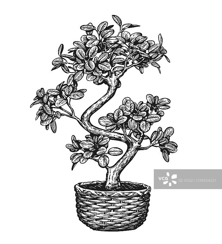 花盆中的盆景树图片素材