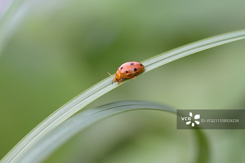 十星瓢虫图片素材