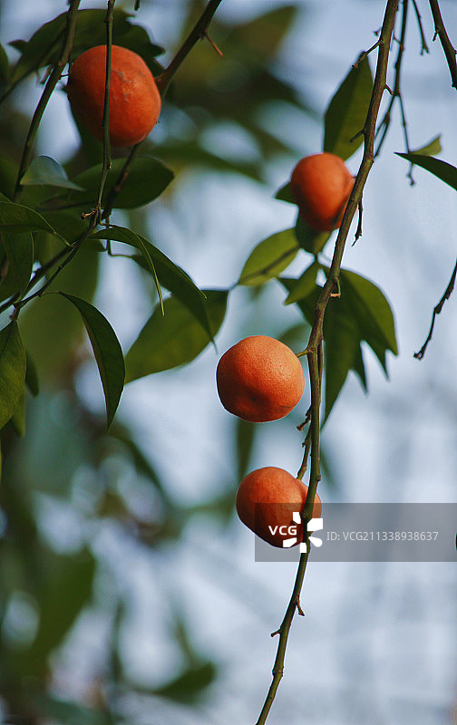 橘子红了图片素材