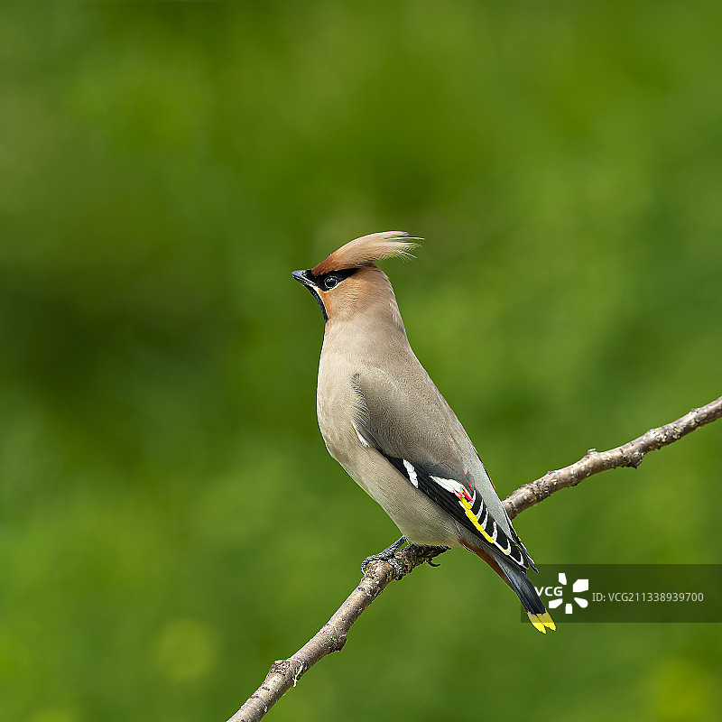 太平鸟图片素材