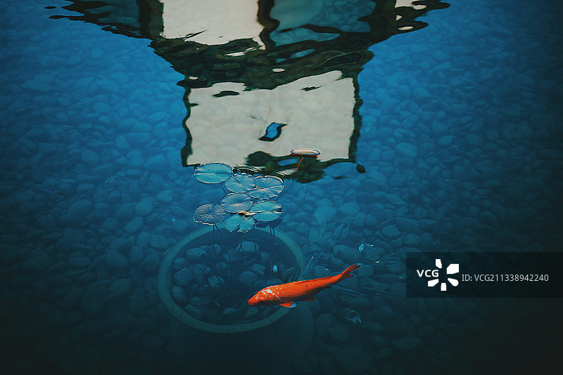 苏州博物馆，锦鲤戏水图片素材