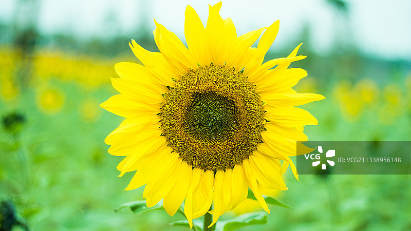 向日葵图片素材