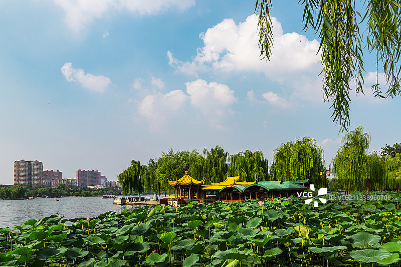 夏日的济南大明湖图片素材