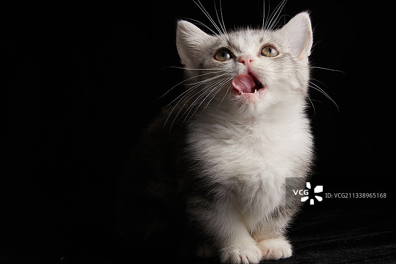 舔舌头的猫图片素材