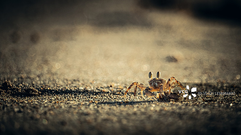 沙滩上的小沙蟹图片素材