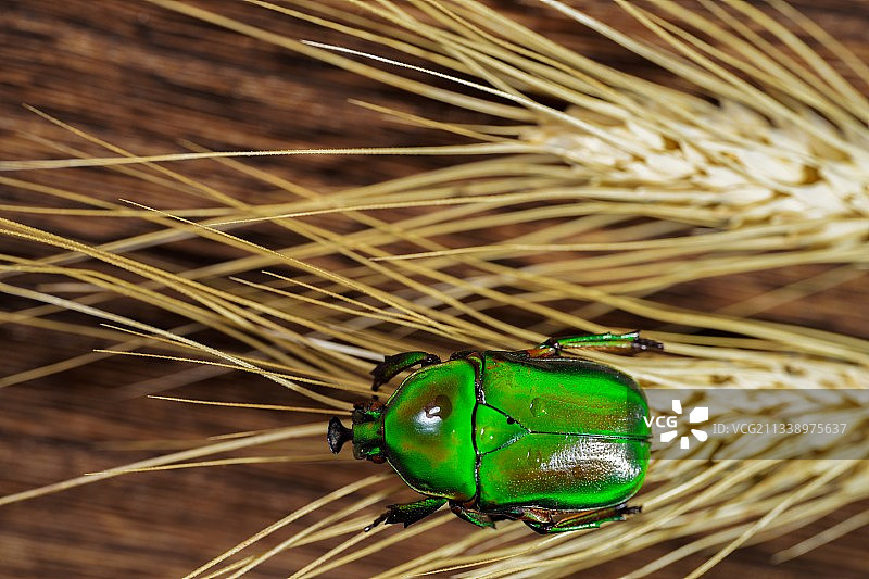 植物上昆虫特写镜头图片素材