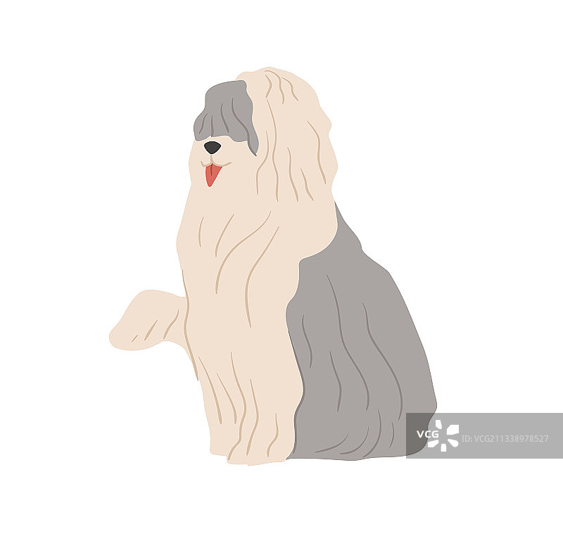 古代英国牧羊犬或短尾牧羊犬图片素材