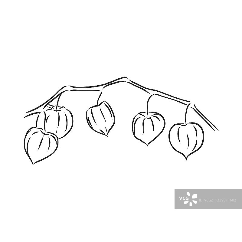 醋栗自动描摹灰度草图图片素材