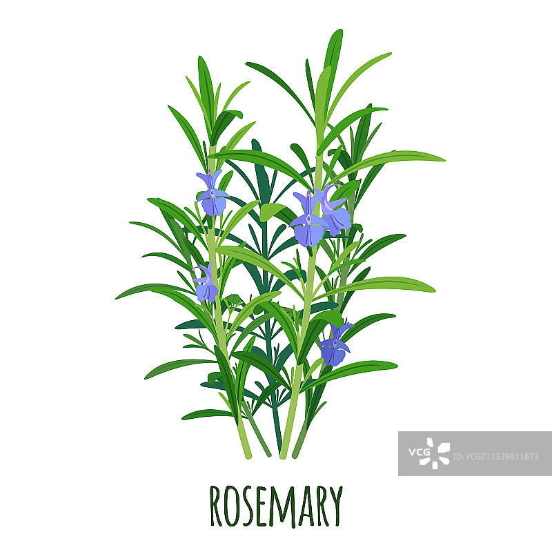 扁平风格的迷迭香小枝图标图片素材