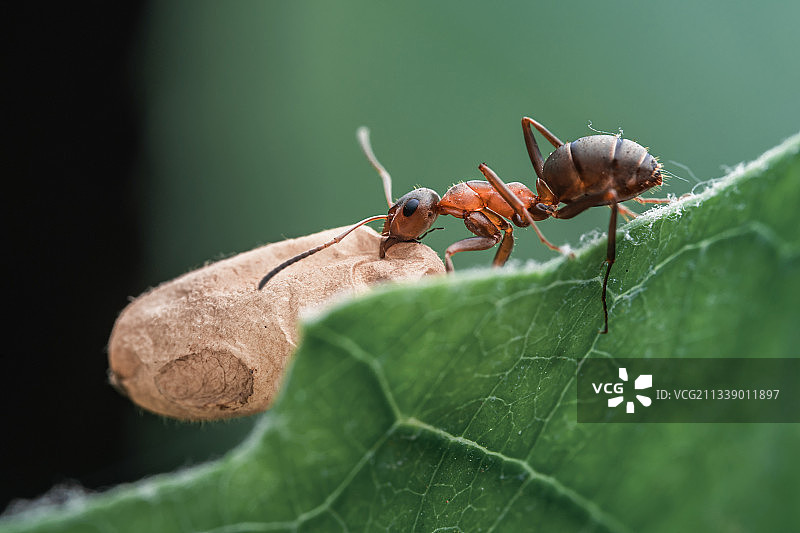 蚂蚁搬家图片素材