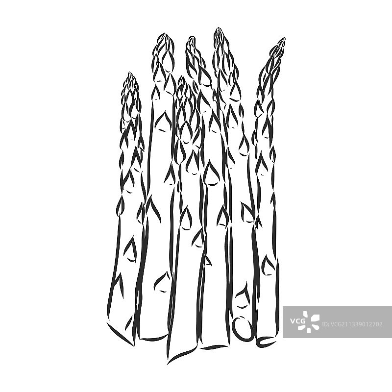 白色背景上的芦笋卡通草图图片素材