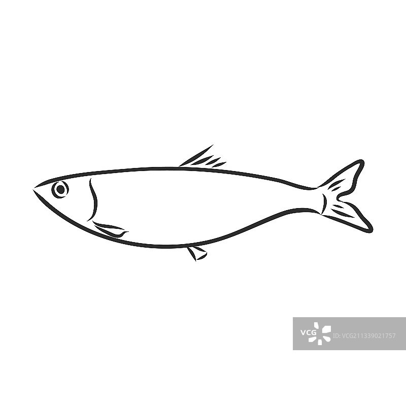 沙丁鱼墨水草图手绘图片素材