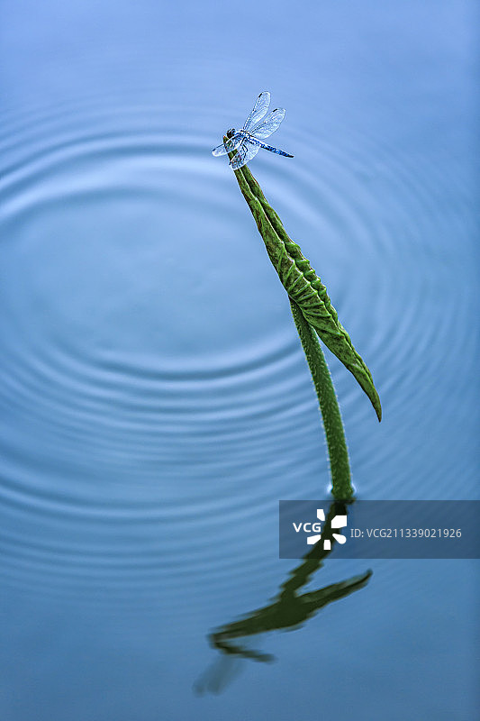 蜻蜓 新叶 水图片素材