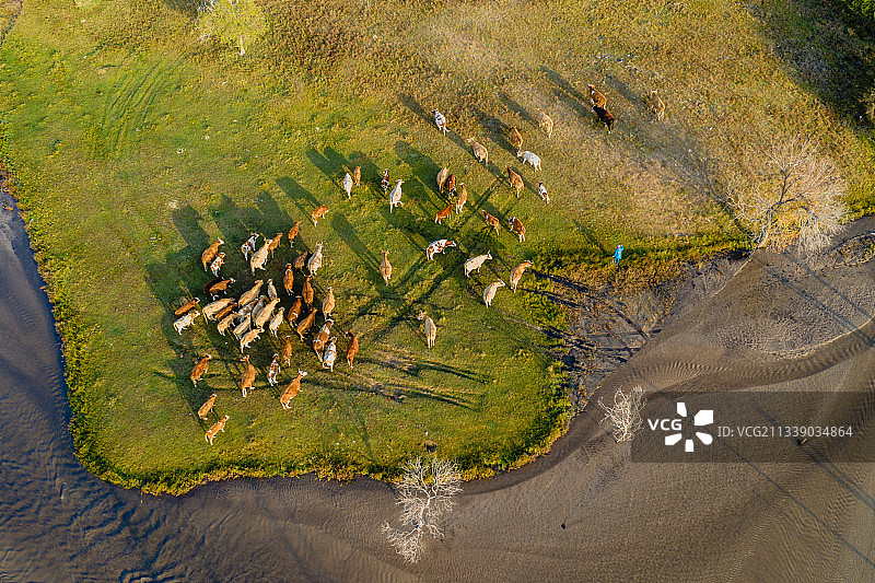 坝上草原 放牛图片素材