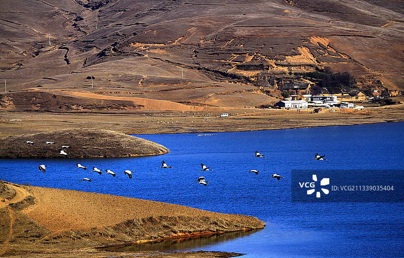 云南昭通大山包黑颈鹤栖息地图片素材
