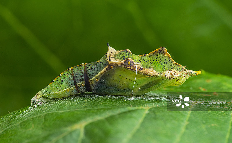 蝴蝶蛹#小宝在路上#图片素材