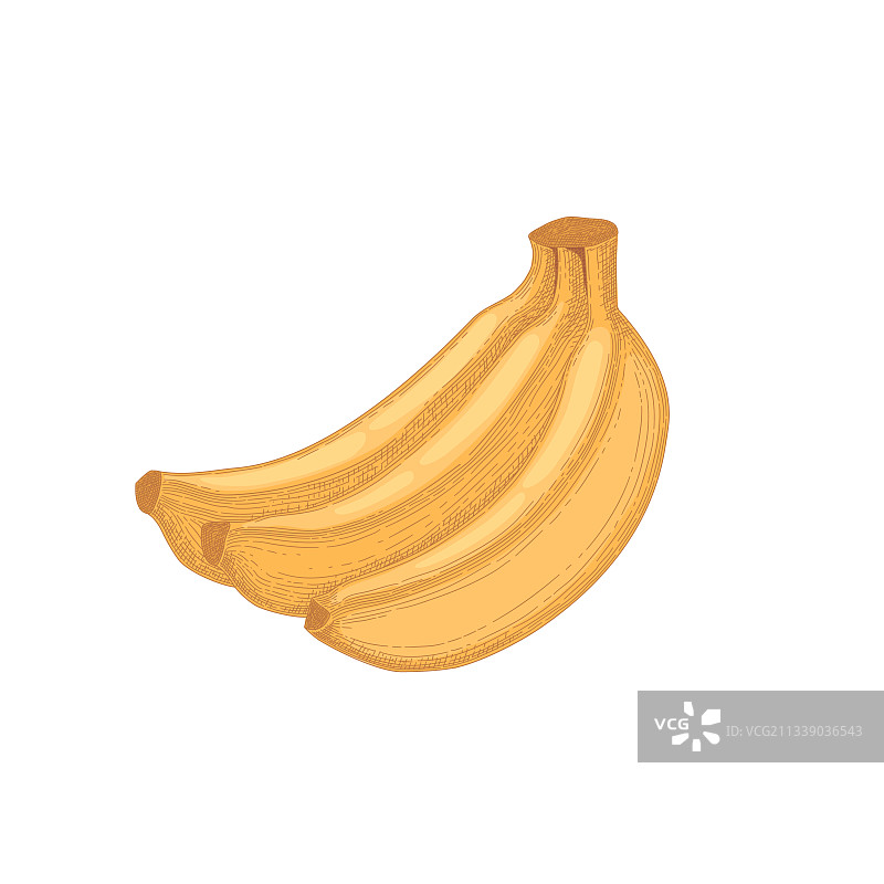 白色背景上孤立的香蕉串图片素材