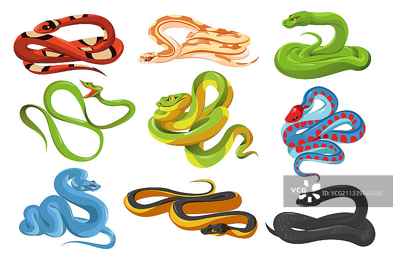 热带蛇类：黑曼巴和蟒蛇图片素材