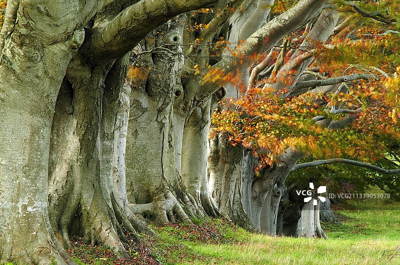 秋季的山毛榉树图片素材