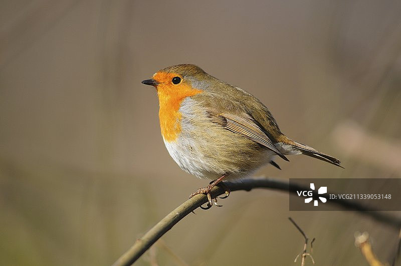 栖息在植物茎上的知更鸟图片素材