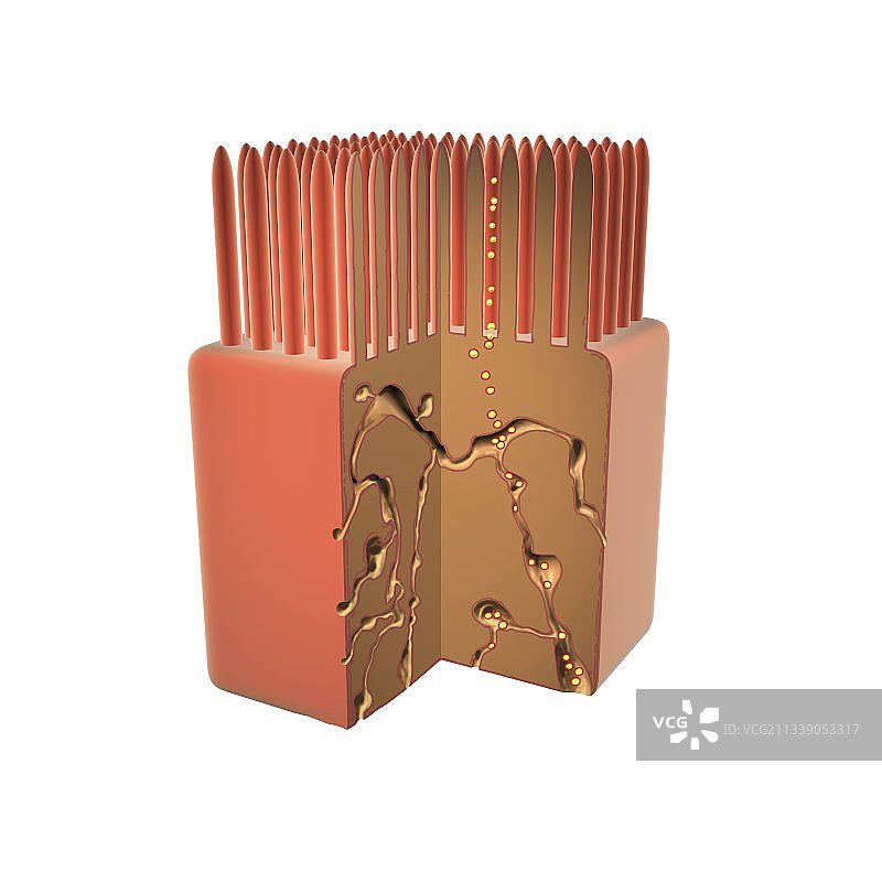 肠绒毛插图图片素材