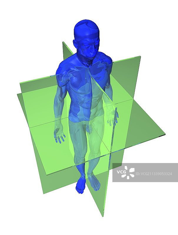 解剖方位面示意图图片素材