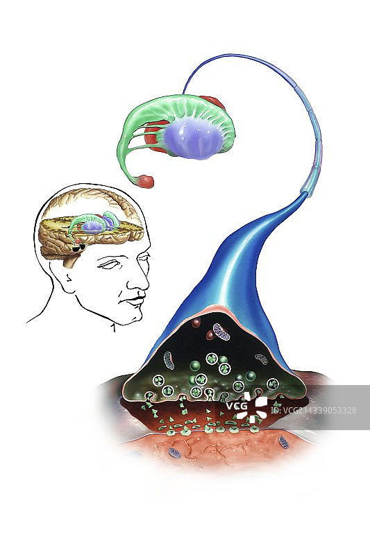 纹状体解剖艺术作品图片素材