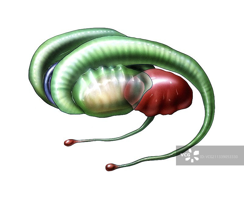 大脑边缘系统艺术图图片素材