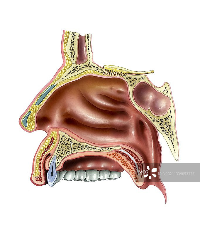 人类嗅觉系统解剖图图片素材