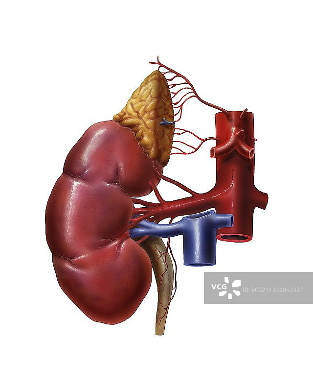 肾脏血液供应解剖图图片素材