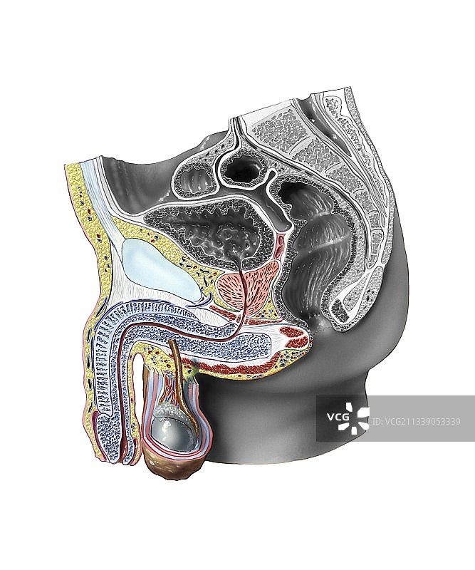 男性泌尿生殖系统插画图片素材