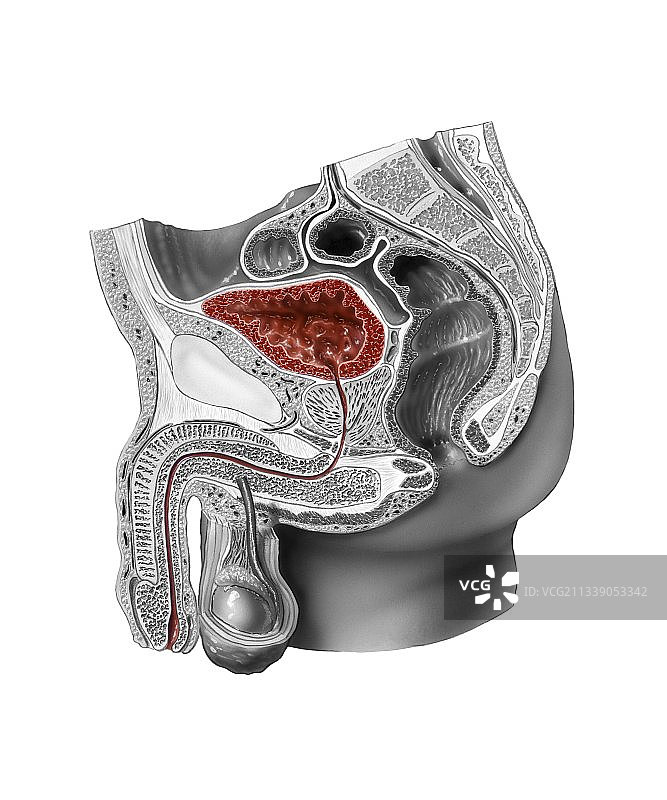 男性泌尿生殖系统插画图片素材