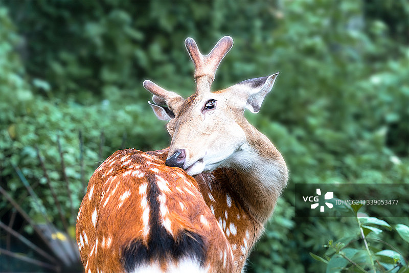 挠痒痒的梅花鹿图片素材
