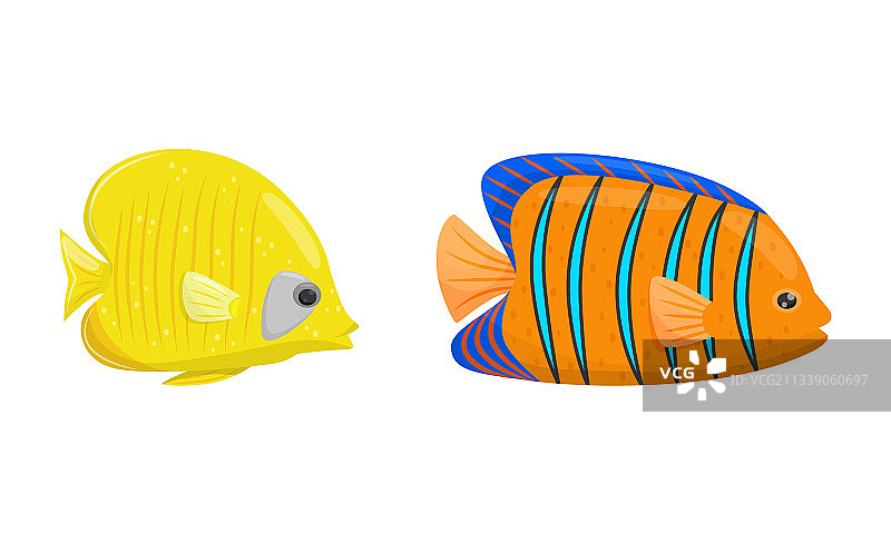 各种形状的热带观赏鱼图片素材