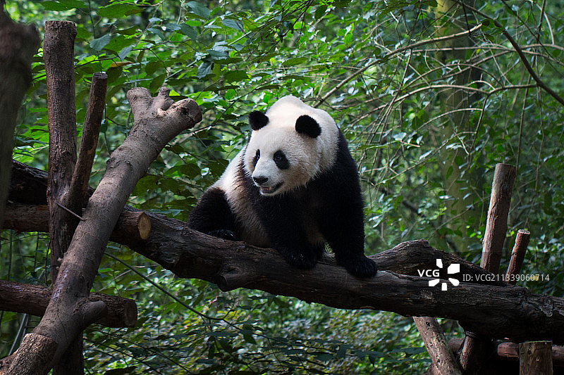爬树的大熊猫图片素材