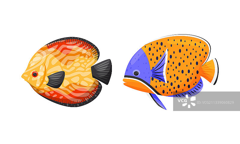 各种形状和颜色的热带鱼图片素材