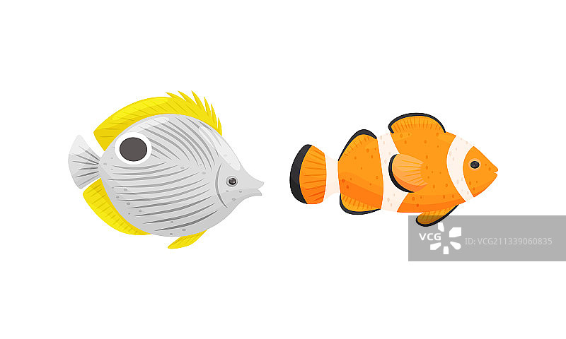 各种形状和颜色的热带鱼图片素材