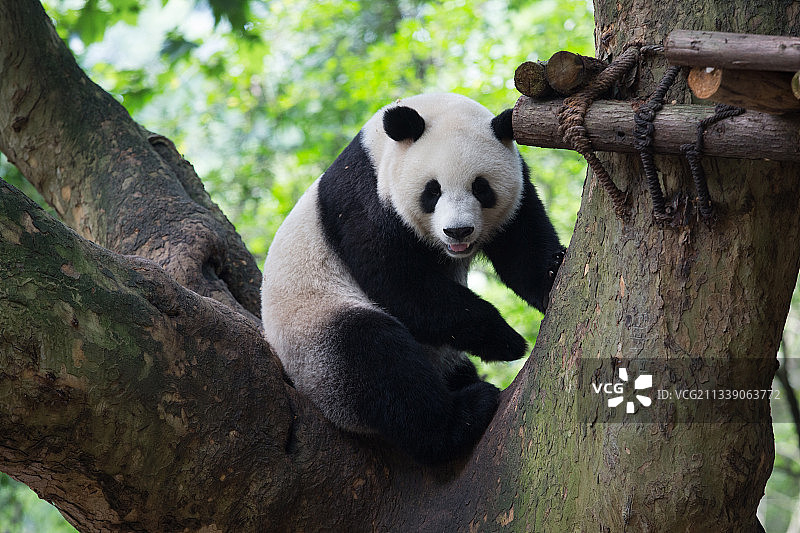 爬树的大熊猫图片素材