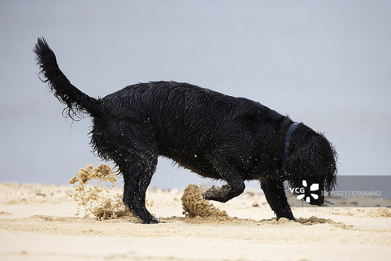 可卡犬在沙滩上快乐地挖洞！图片素材