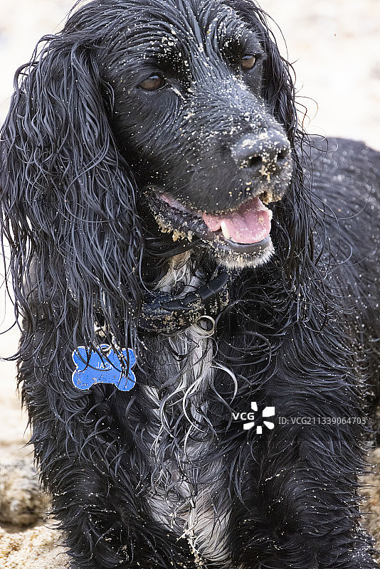 在海滩上享受一天的可卡犬图片素材